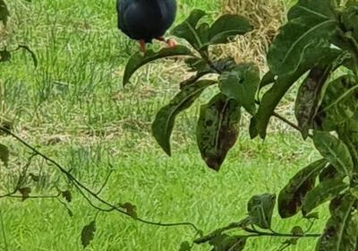 Punanga Manu o Te Anau / Te Anau Bird Sanctuary