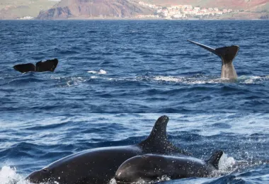 Azul Diving Center Madeira รูปภาพAttractionsยอดนิยม