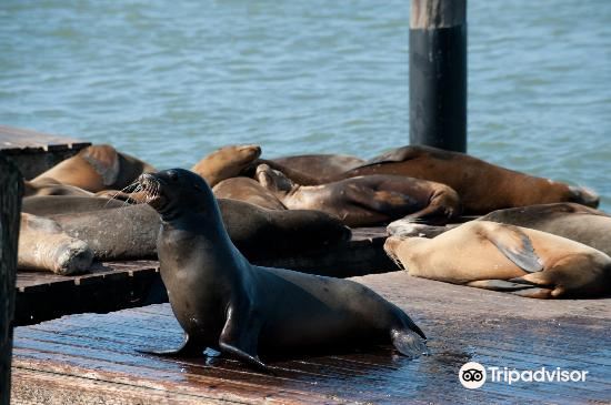 Seal - sea Lions - at the Pier 39 of San Francisco. Pier 39 is a shopping  center and popular tourist attraction built on a pier in San Francisco,  California. Stock Photo