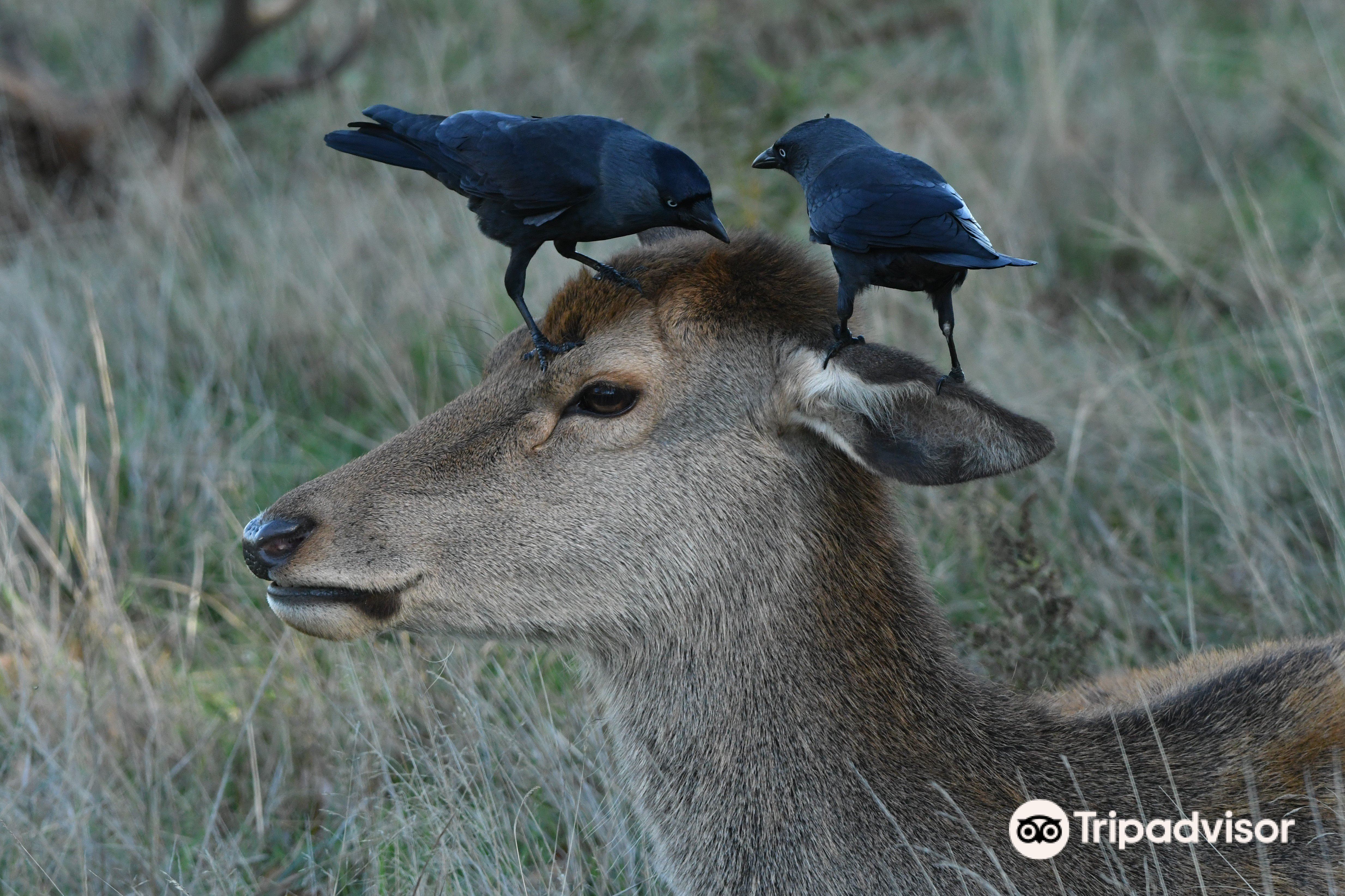 Bushy Parkのレビュー Bushy Parkのチケット Bushy Parkの割引 Bushy Parkの交通機関 所在地 営業時間 Bushy Park周辺の観光スポット ホテル グルメ Trip Com