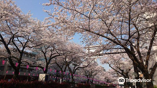 東京 播磨坂さくら並木 評判 案内 トリップドットコム 東京 播磨坂さくら並木 評判 案内 トリップドットコム