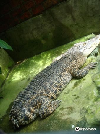 Jong crocodile farm