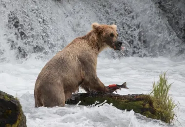 Alaska Bear Expeditions 명소 인기 사진