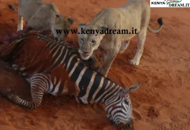 Kenya Dream รูปภาพAttractionsยอดนิยม