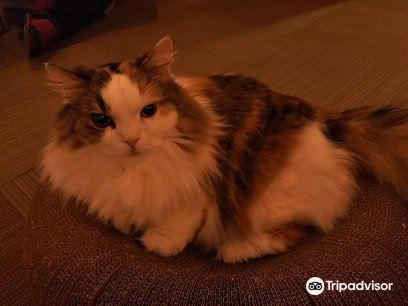 angry kitty - Picture of Cat Cafe Calico Shinjuku, Kabukicho - Tripadvisor