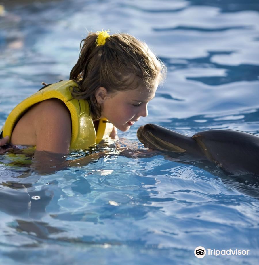 Latest travel itineraries for Dolphinaris Cozumel in May (updated in 2023), Dolphinaris  Cozumel reviews, Dolphinaris Cozumel address and opening hours, popular  attractions, hotels, and restaurants near Dolphinaris Cozumel 