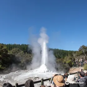 Lady Knox Geyser