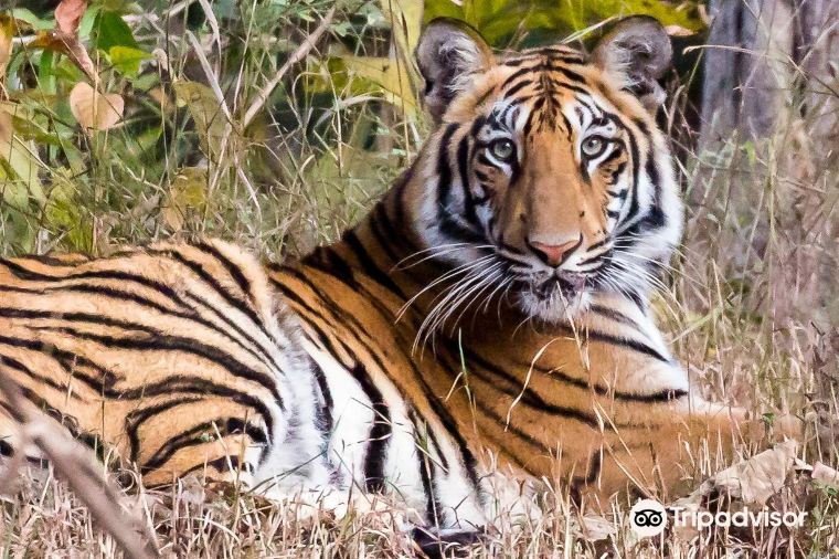 big cat safaris, big cat, safaris in India, India and Sri Lanka, parks and reserves