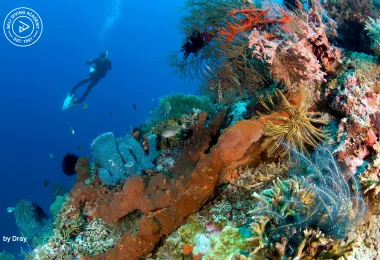 Bali Diving Academy Pemuteran 熱門景點照片