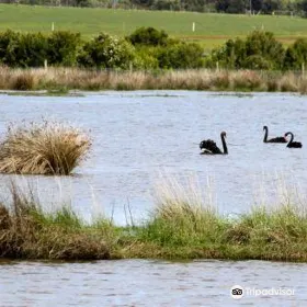 Fisher's Wetland