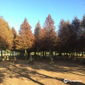 Bald Forest