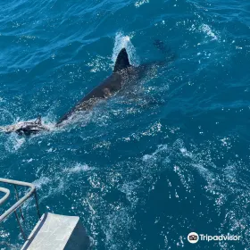 White Shark Africa