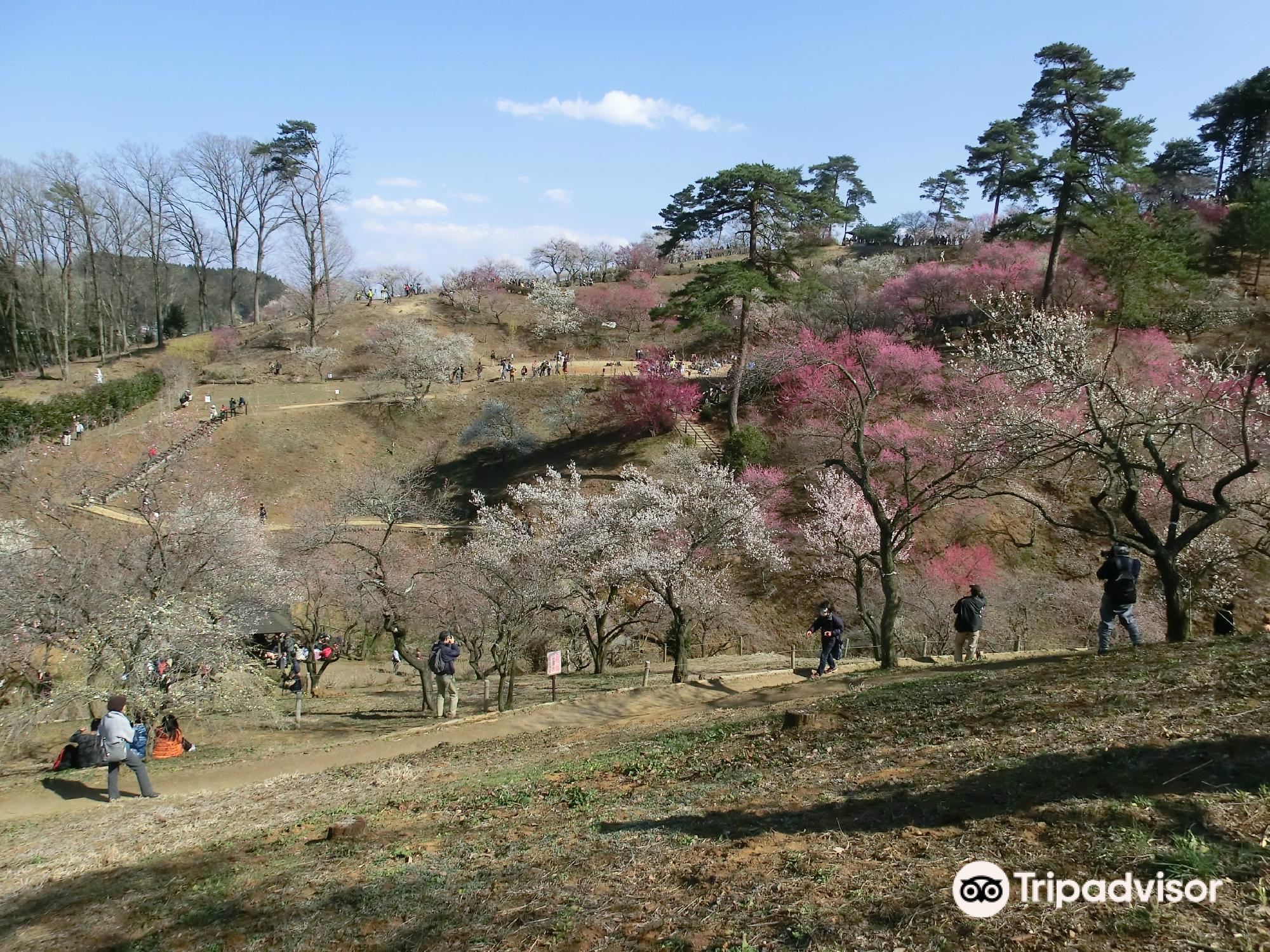 吉野梅鄉景點評價 吉野梅鄉門票 吉野梅鄉優惠 吉野梅鄉交通 地址 開放時間 吉野梅鄉附近景點 酒店及美食 Trip Com