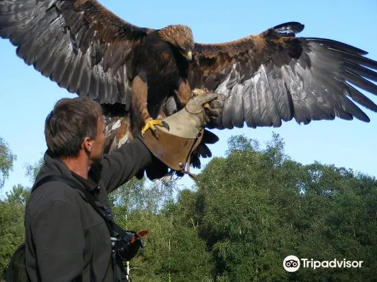 Forest Falconry3