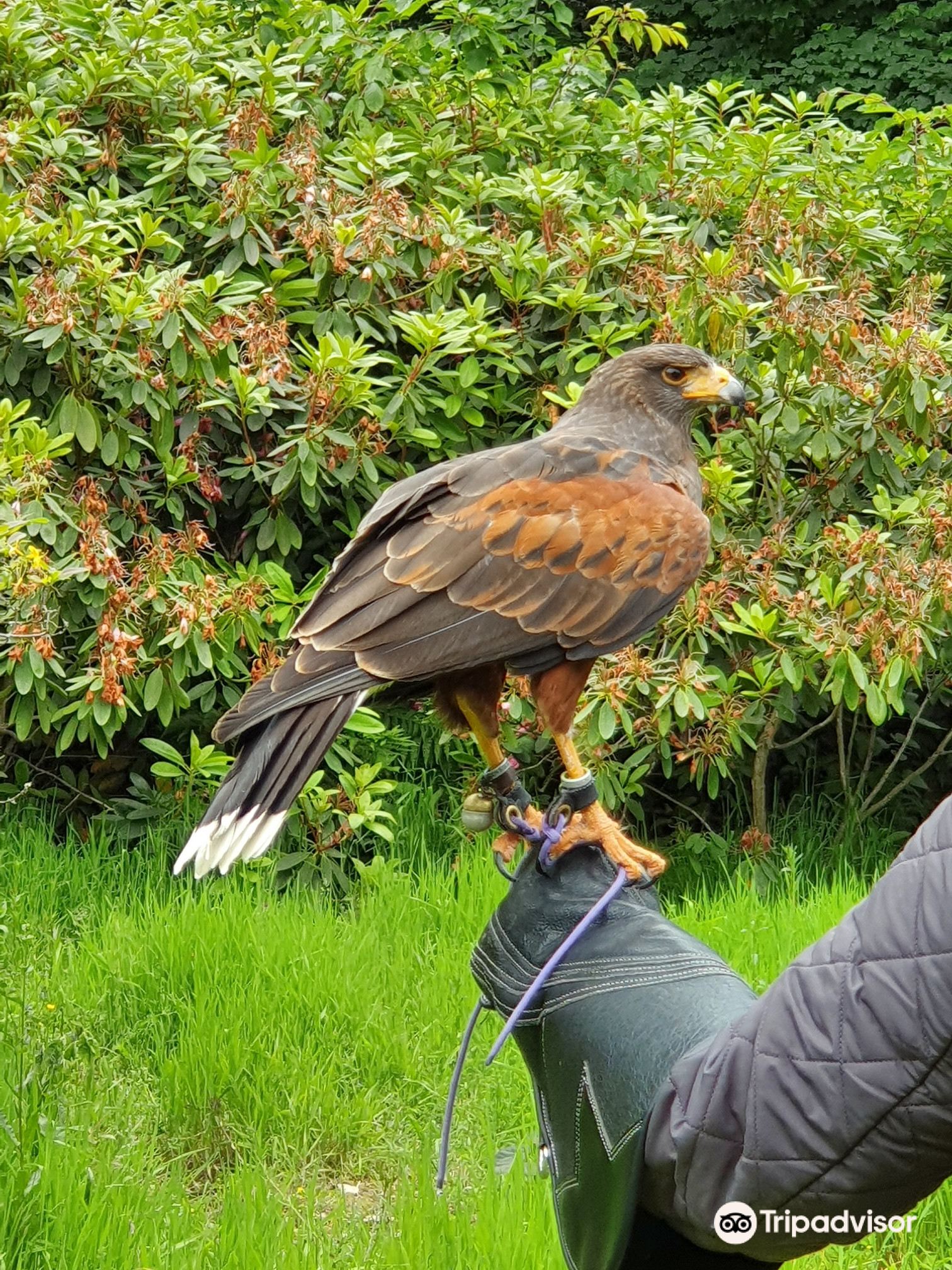 Thirsk Birds of Prey Centre  Rated and reviewed by experts on