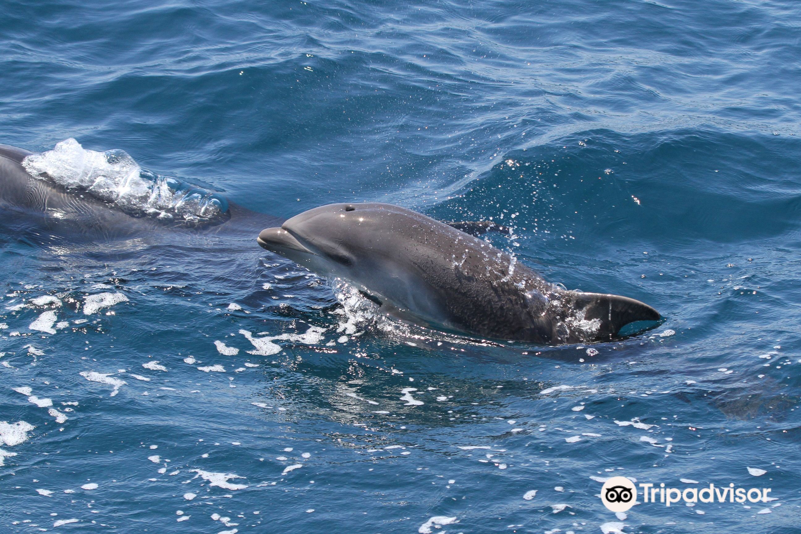 Learn about Super Pod of Common Dolphins in Laguna Beach