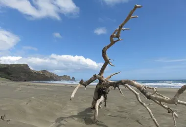 Bethells Beach รูปภาพAttractionsยอดนิยม
