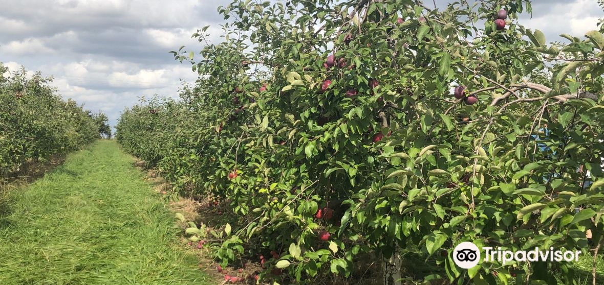 แนะนำการเดินทาง Eureka Township 2023 สิ่งที่ควรทำ, อาหารที่ควร