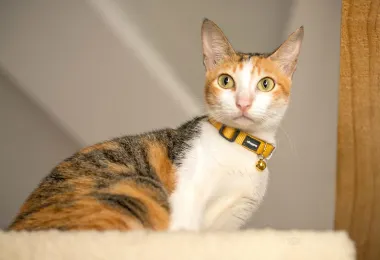 The Cat Cafe - Bugis 명소 인기 사진