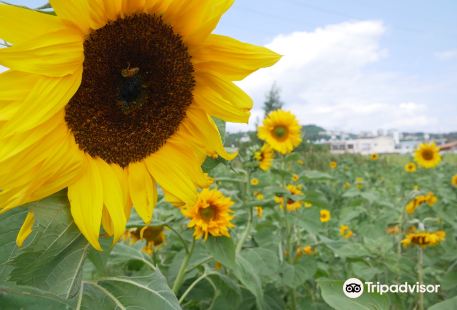 Sunflower in Kitanakagusuku
