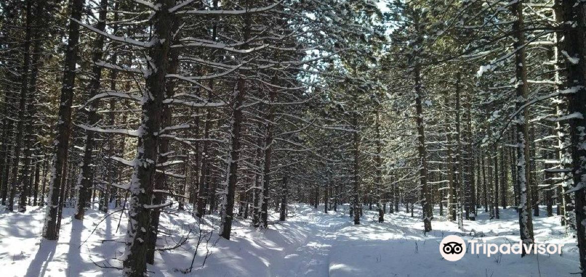 แนะนำการเดินทาง Brampton Township 2023 สิ่งที่ควรทำ, อาหารที่ควร