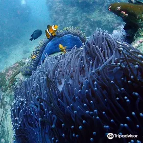 Bubba Diving Phuket