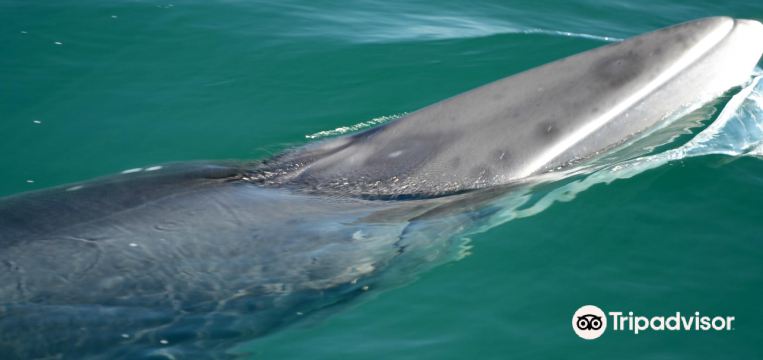 22年カマーノ アイランドの人気観光スポット カマーノ アイランドの旅行ガイド カマーノ アイランドのおすすめ観光スポットのチケット ホテル 楽しみ方 グルメ レストラン Trip Com