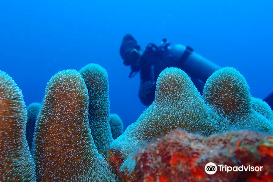 Corn Island Dive Center 명소 리뷰 Corn Island Dive Center 입장권 Corn