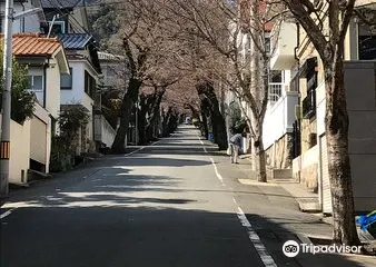 神戶市櫻花大道