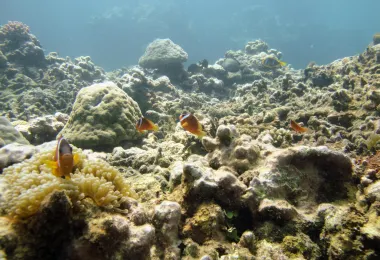 Diveaway Fiji 熱門景點照片
