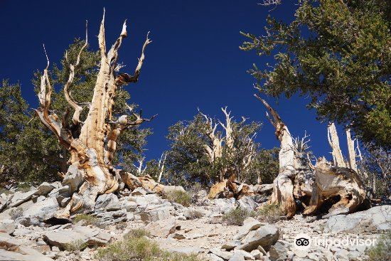 Ancient Bristlecone Pine Forest Travel Guidebook Must Visit Attractions In Bishop Ancient Bristlecone Pine Forest Nearby Recommendation Trip Com