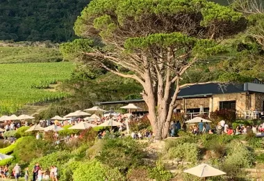 Cape Point Vineyards Tasting Room รูปภาพAttractionsยอดนิยม