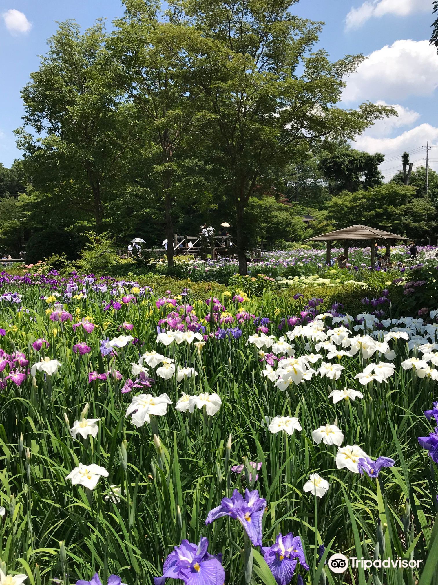 染谷花しょうぶ園のレビュー 染谷花しょうぶ園のチケット 染谷花しょうぶ園の割引 染谷花しょうぶ園の交通機関 所在地 営業時間 染谷花しょうぶ園周辺の観光スポット ホテル グルメ Trip Com