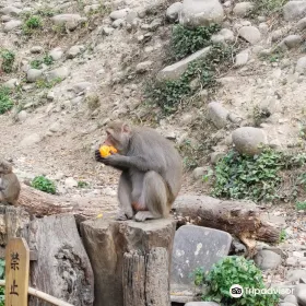 郭叔叔獼猴生態區 Uncle Guo Macaque Park