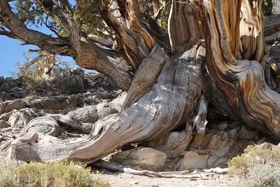 Hotel dekat Ancient Bristlecone Pine Forest