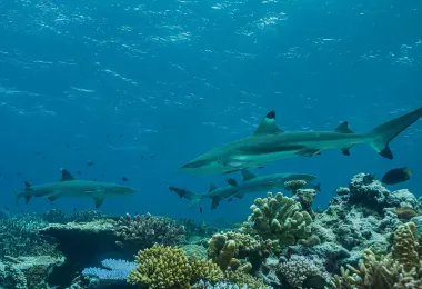 Beqa Adventure Divers 熱門景點照片