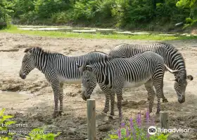 Peoria Zoo