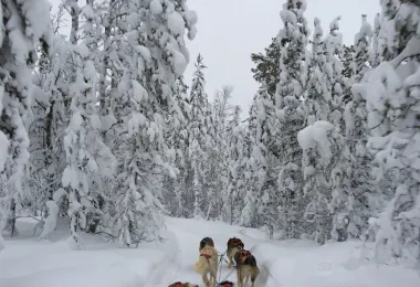 Wingrens Dogsafaris รูปภาพAttractionsยอดนิยม