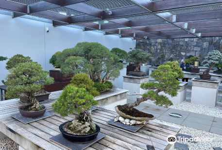 The National Bonsai and Penjing Collection