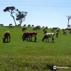 Ambewela Farms