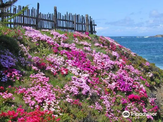 門多西諾海岸植物園旅遊攻略指南 門多西諾海岸植物園評價 門多西諾海岸植物園附近推薦 Trip Com