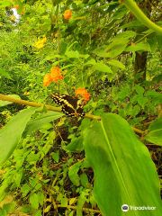 Vlinderparadijs 'Papiliorama'