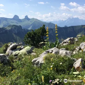 Alpengarten La Rambertia