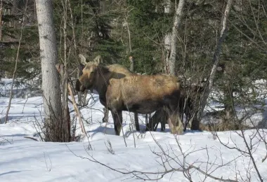 Eagle River Nature Center 명소 인기 사진