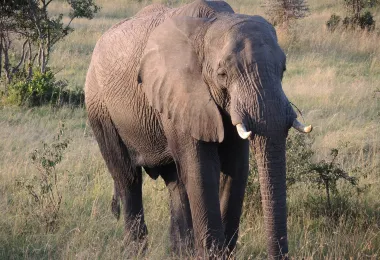 H-art Of Africa Safaris รูปภาพAttractionsยอดนิยม