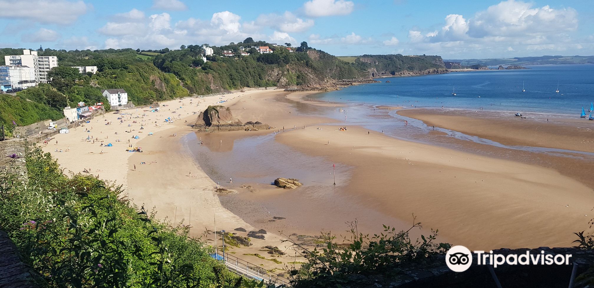 does tenby beach allow dogs