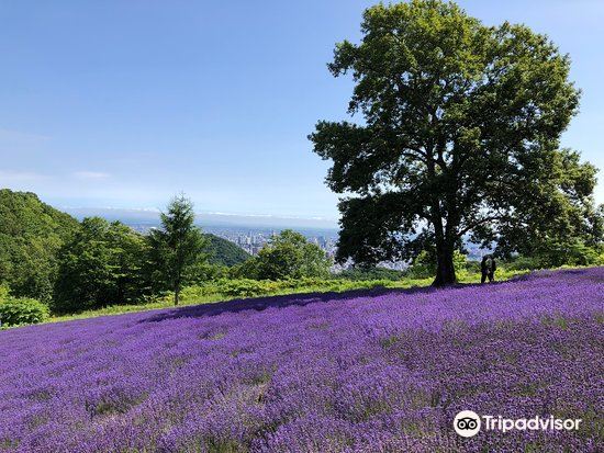 幌見峠薰衣草園旅遊攻略指南 幌見峠薰衣草園評價 幌見峠薰衣草園附近推薦 Trip Com