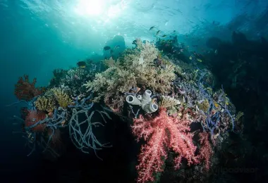 Let's Dive Tulamben 熱門景點照片