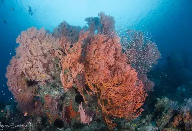 Let's Dive Tulamben 熱門景點照片