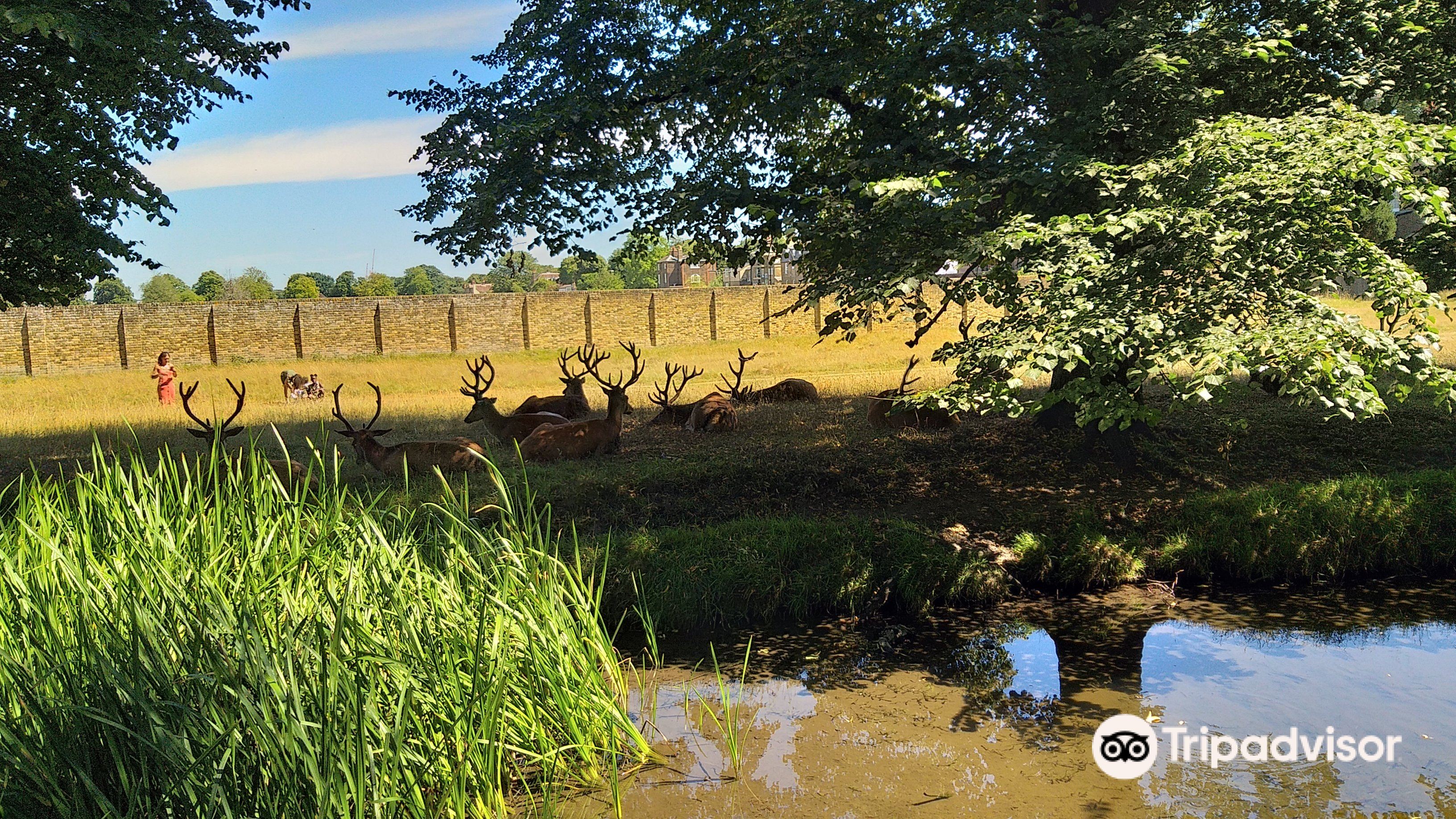 Bushy Parkのレビュー Bushy Parkのチケット Bushy Parkの割引 Bushy Parkの交通機関 所在地 営業時間 Bushy Park周辺の観光スポット ホテル グルメ Trip Com